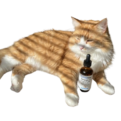 Finalmente la pelle del tuo gatto può smettere di prudere